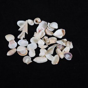 Lot of 40 Mixed Seashells Ocean Beach Decor Aquarium Crafting Pink Brown White